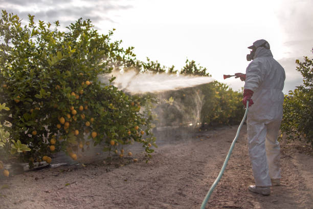 Best Local Pest Control Services  in Indiantown, FL