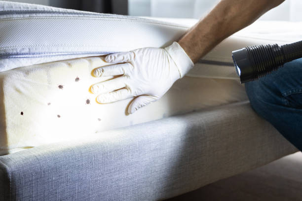 Insect Control in Indiantown, FL