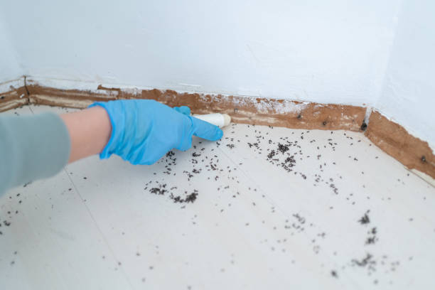 Best Pest Control Near Me in Indiantown, FL